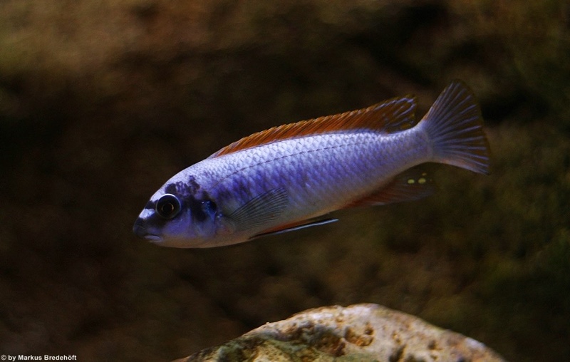 Labeotropheus trewavasae 'Thumbi West Island'